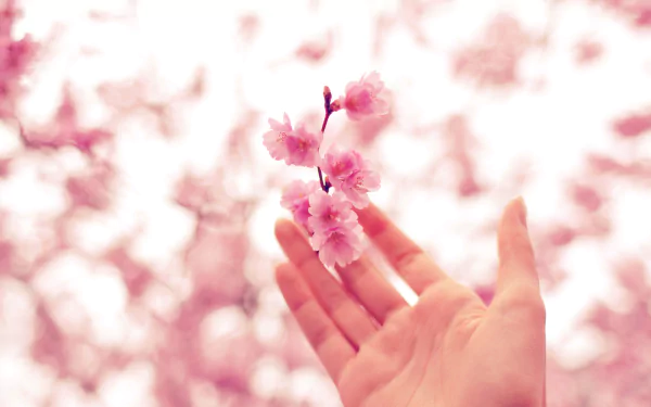 hand cherry blossom nature blossom HD Desktop Wallpaper | Background Image