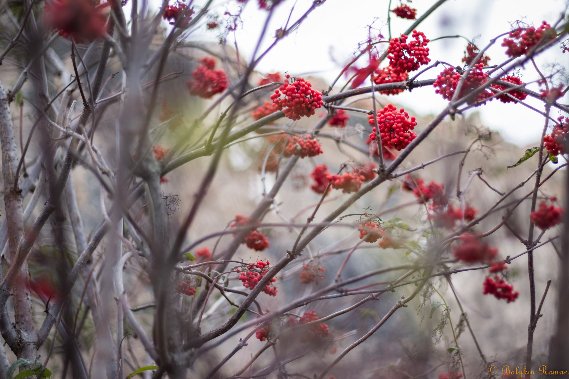 Download Nature Close-up 4k Ultra HD Wallpaper by Vergilius