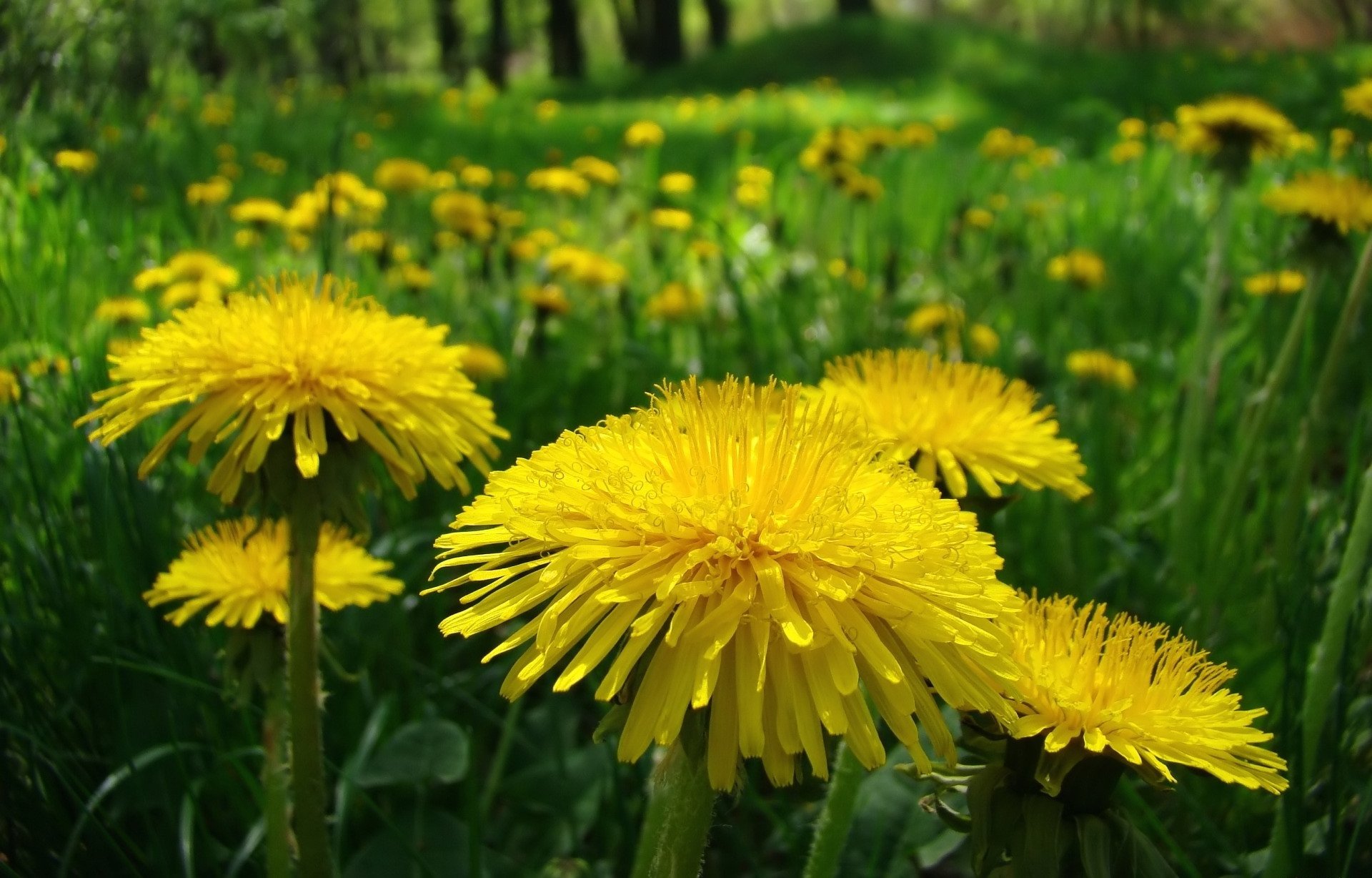 Dandelion HD Wallpaper