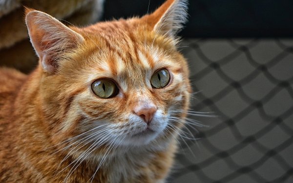 Animal Cat Cats Pet HD Wallpaper | Background Image