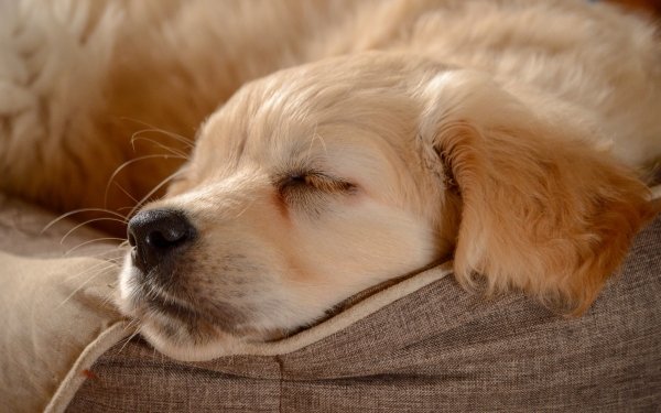 Animal Golden Retriever Dogs Dog Sleeping Baby Animal Puppy HD Wallpaper | Background Image