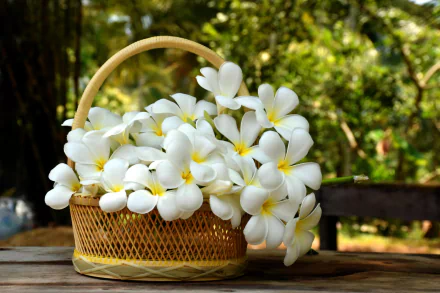 A man-made basket filled with white frangipani (plumeria) flowers resting on a wooden surface, captured in an HD photo suitable as a PC desktop wallpaper background.