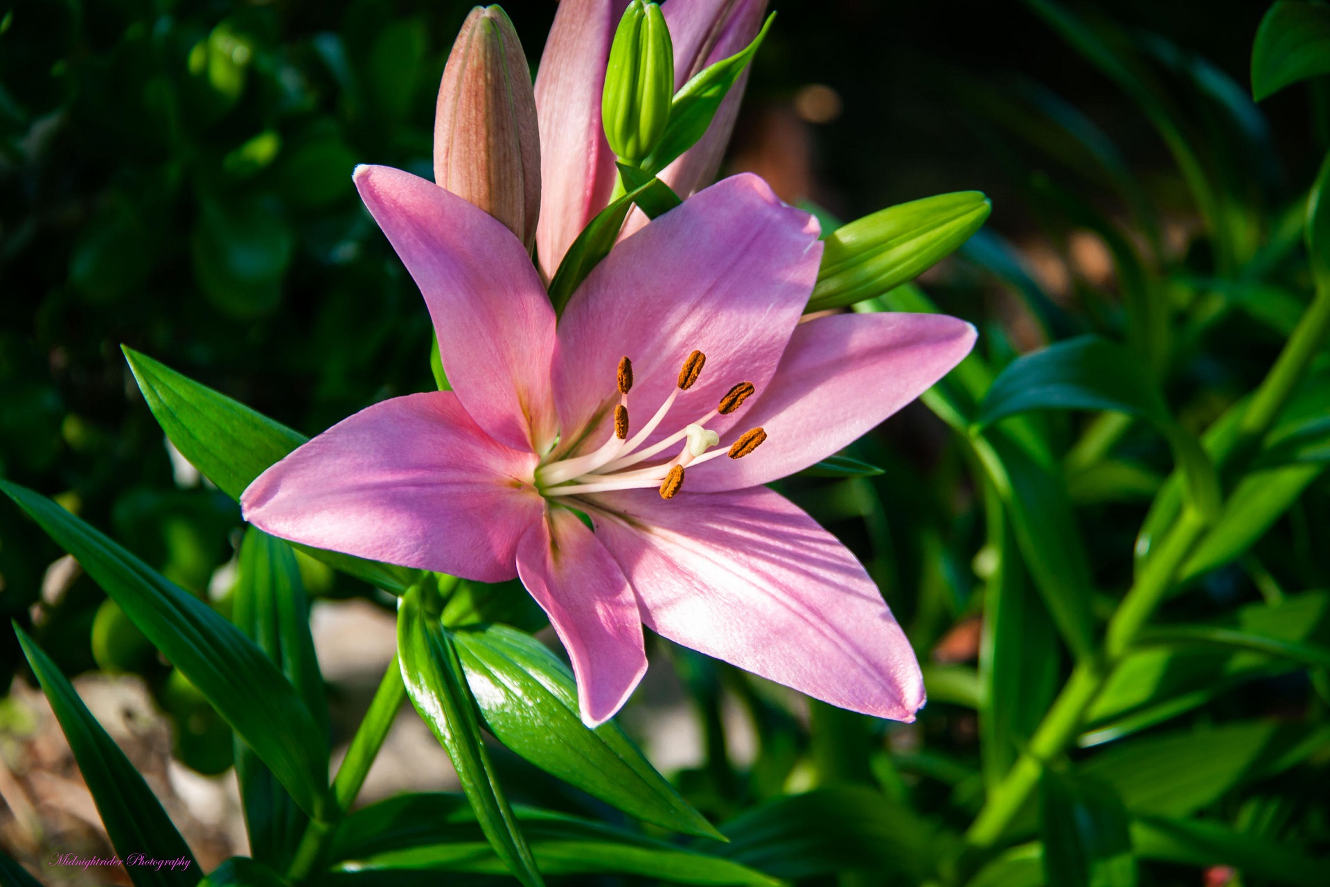 Nature Lily HD Wallpaper