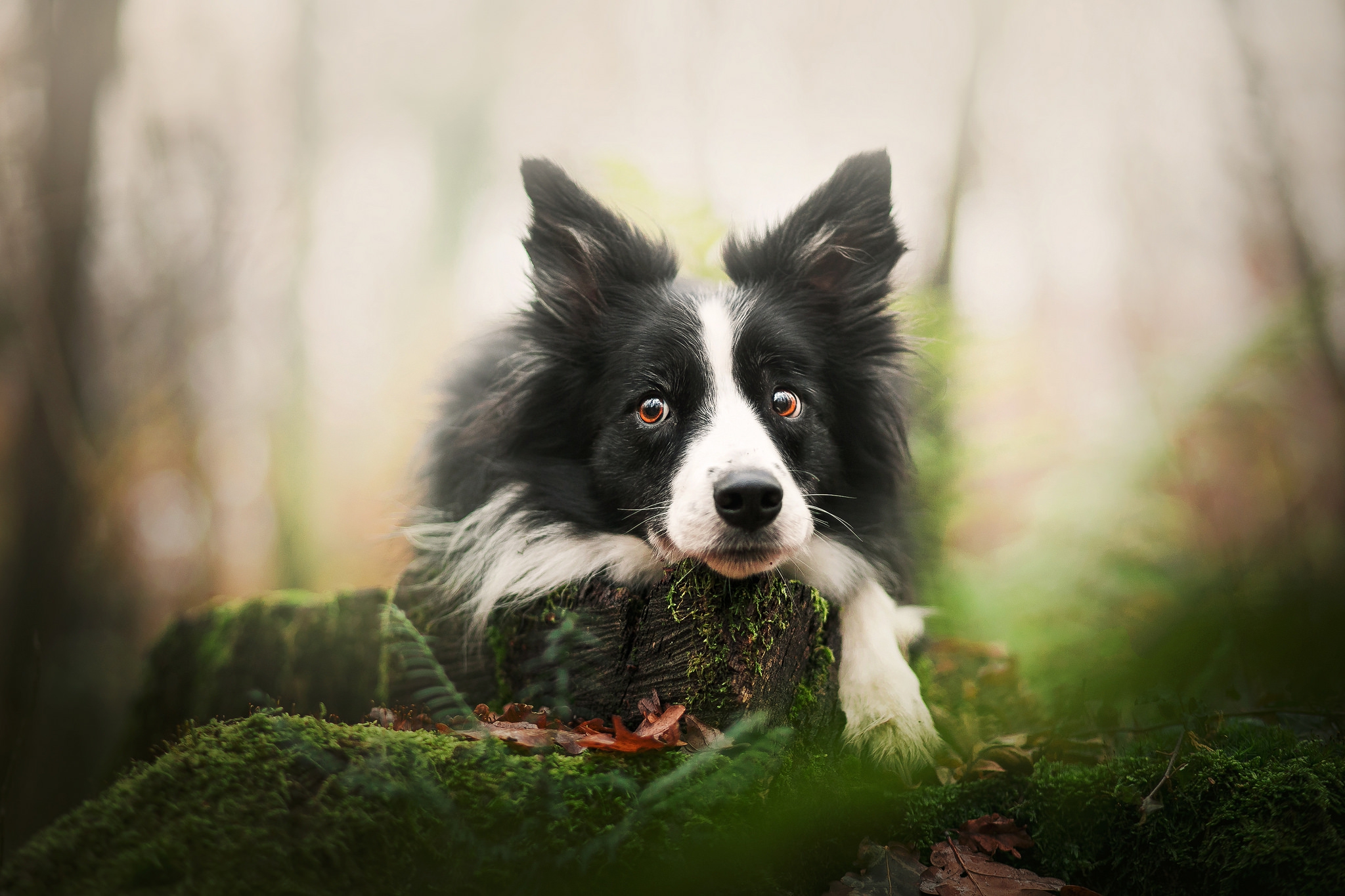 Download Animal Border Collie HD Wallpaper