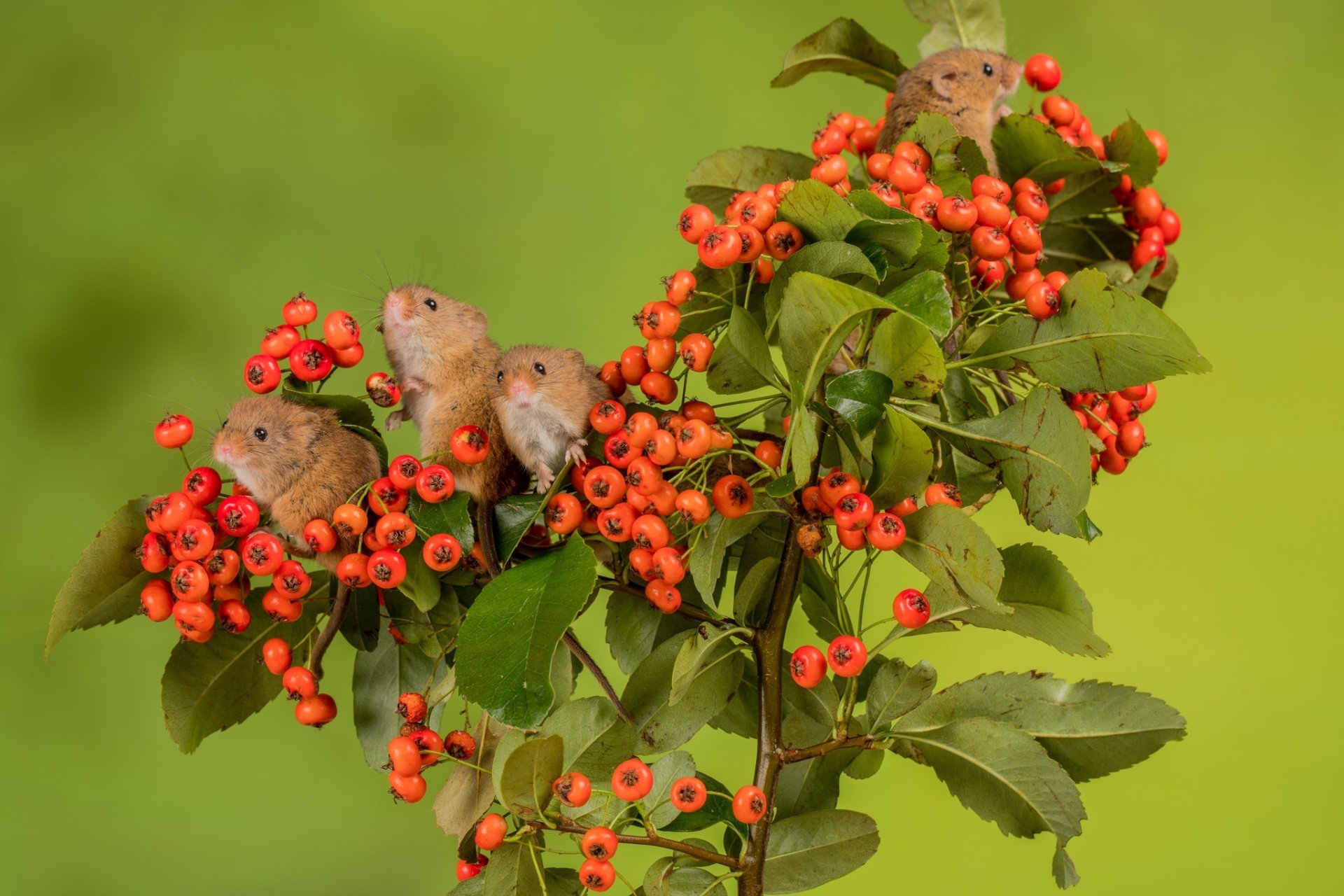 Download Animal Mouse HD Wallpaper