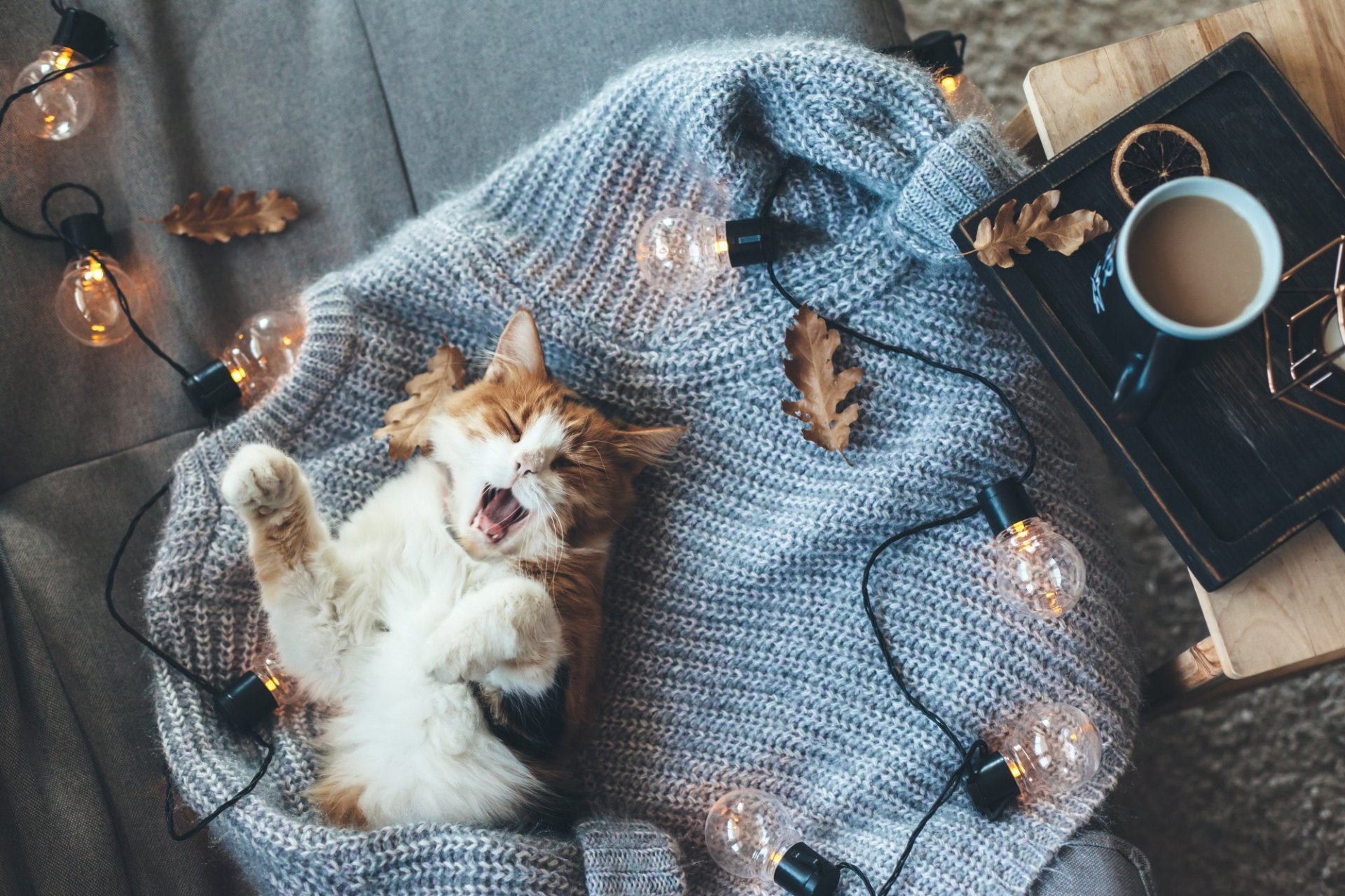 HD desktop wallpaper featuring a cozy cat lying on a blue knitted blanket surrounded by warm light bulb string lights and a cup of coffee on a wooden tray.