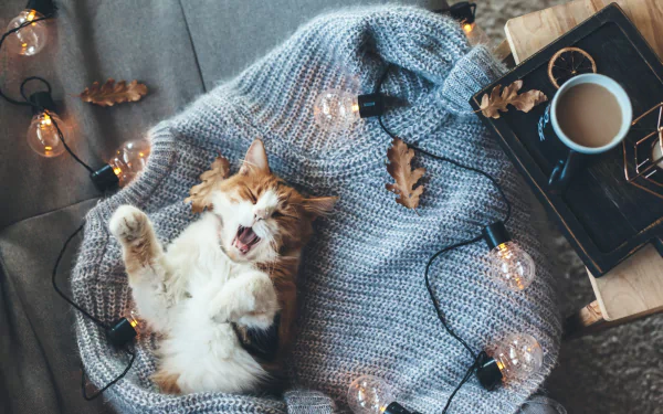 HD desktop wallpaper featuring a cozy cat lying on a blue knitted blanket surrounded by warm light bulb string lights and a cup of coffee on a wooden tray.