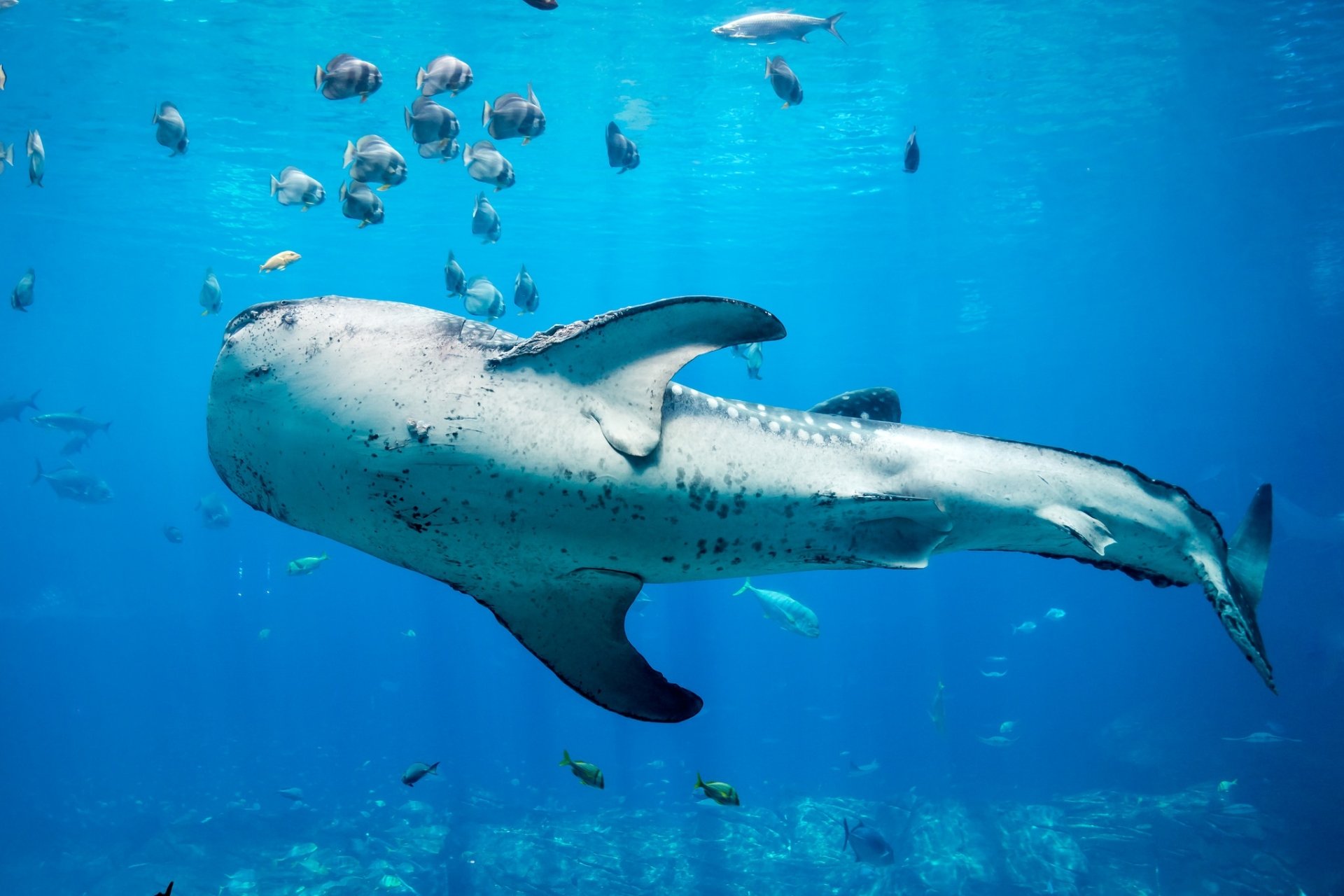 HD desktop wallpaper showing a whale shark gliding underwater among small fish in a bright blue sea life scene.