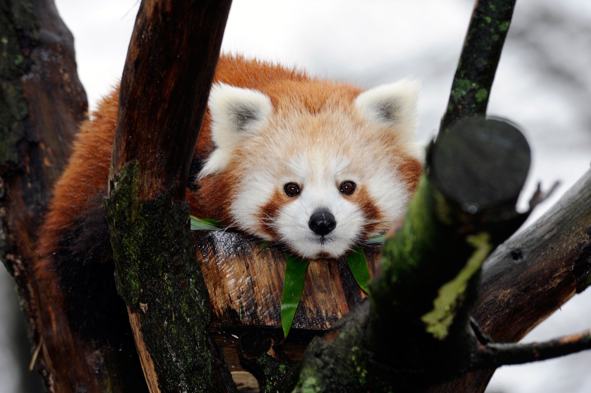 Download Animal Red Panda 4k Ultra HD Wallpaper