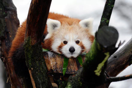 Red panda perched on mossy tree branches, warm orange fur and curious face — 4K Ultra HD PC desktop wallpaper background.