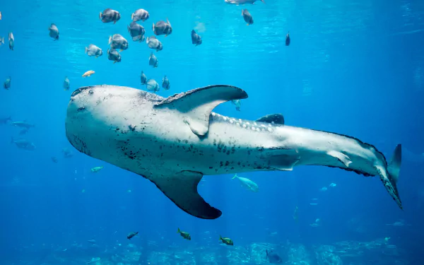 HD desktop wallpaper showing a whale shark gliding underwater among small fish in a bright blue sea life scene.
