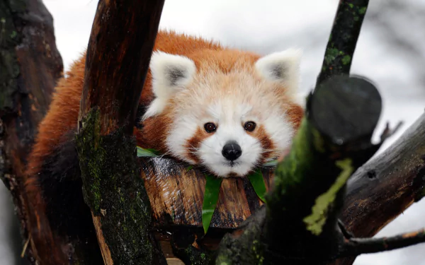 Red panda perched on mossy tree branches, warm orange fur and curious face — 4K Ultra HD PC desktop wallpaper background.