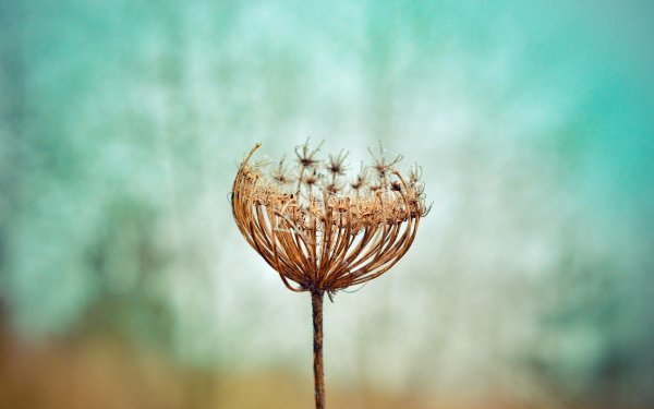 Earth Dandelion HD Wallpaper | Background Image