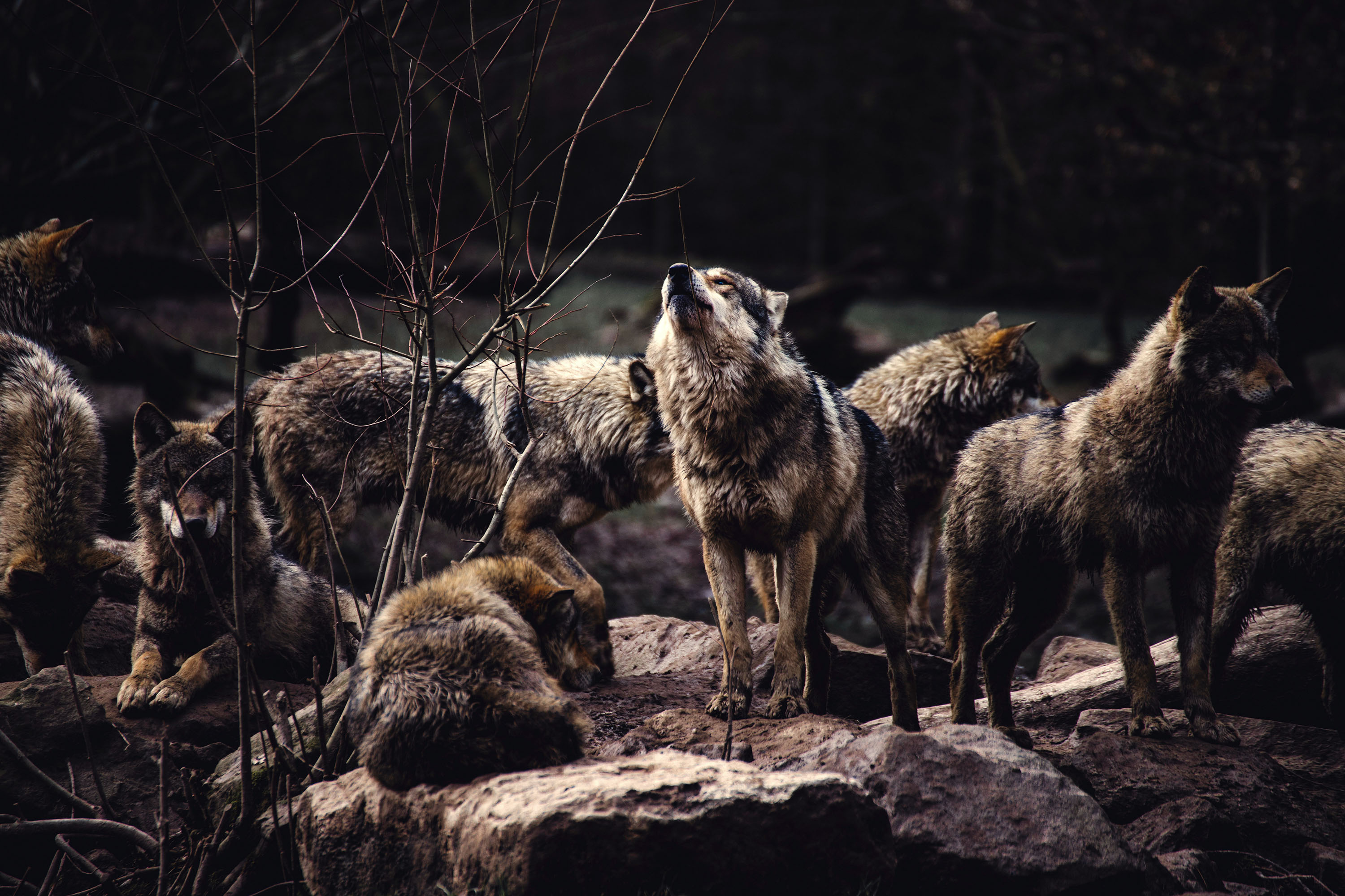 A pack of wolves, the alpha male prepared to howl HD ...