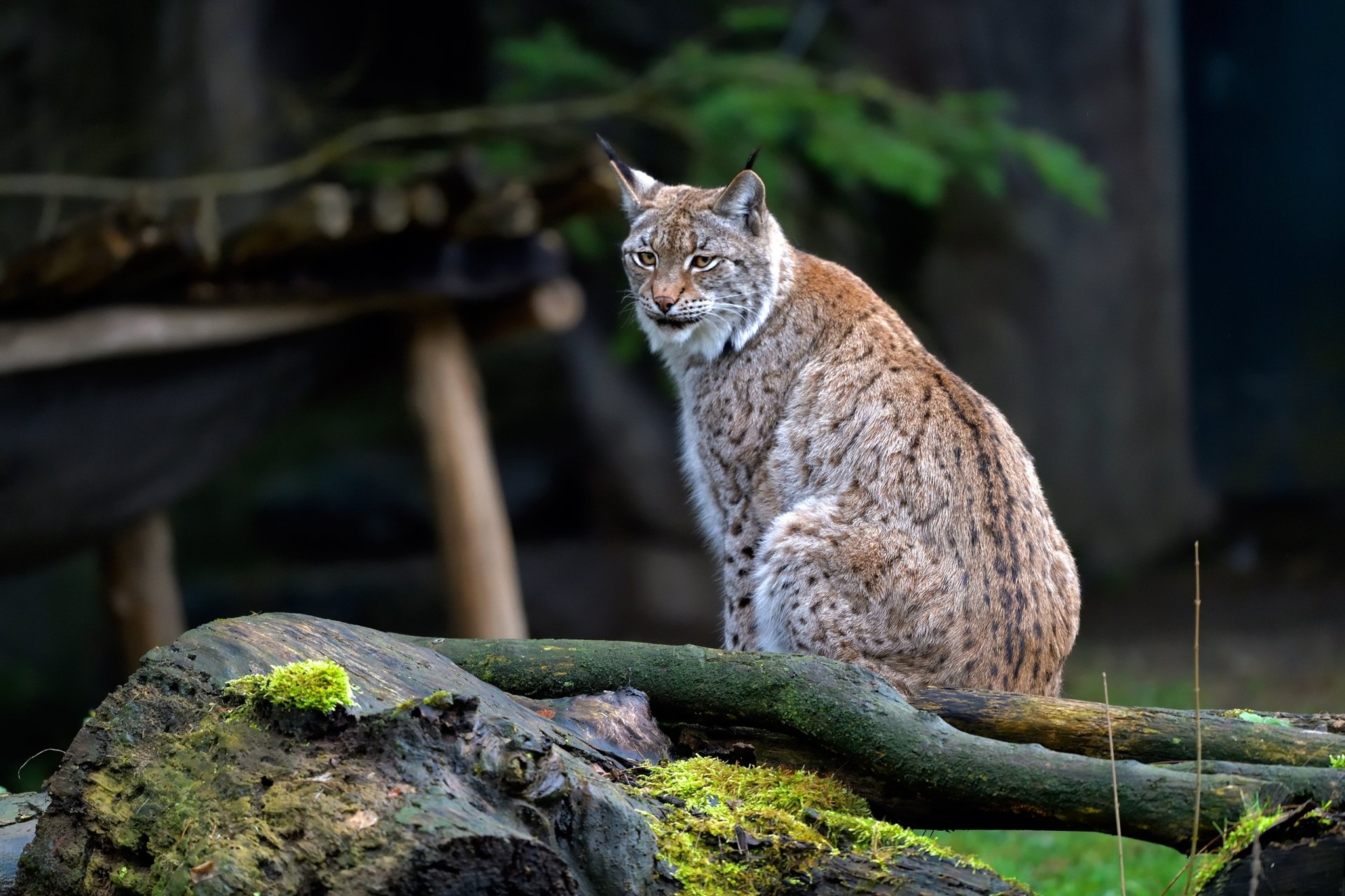 Download Animal Lynx HD Wallpaper