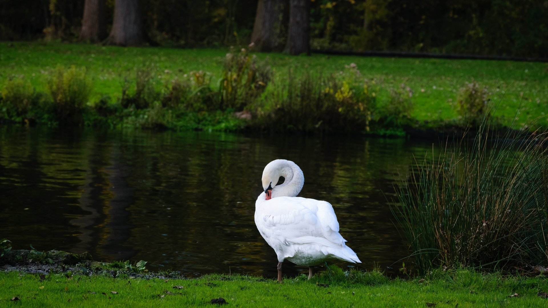 Mute swan 4k Ultra HD Wallpaper | Background Image | 3840x2160 | ID