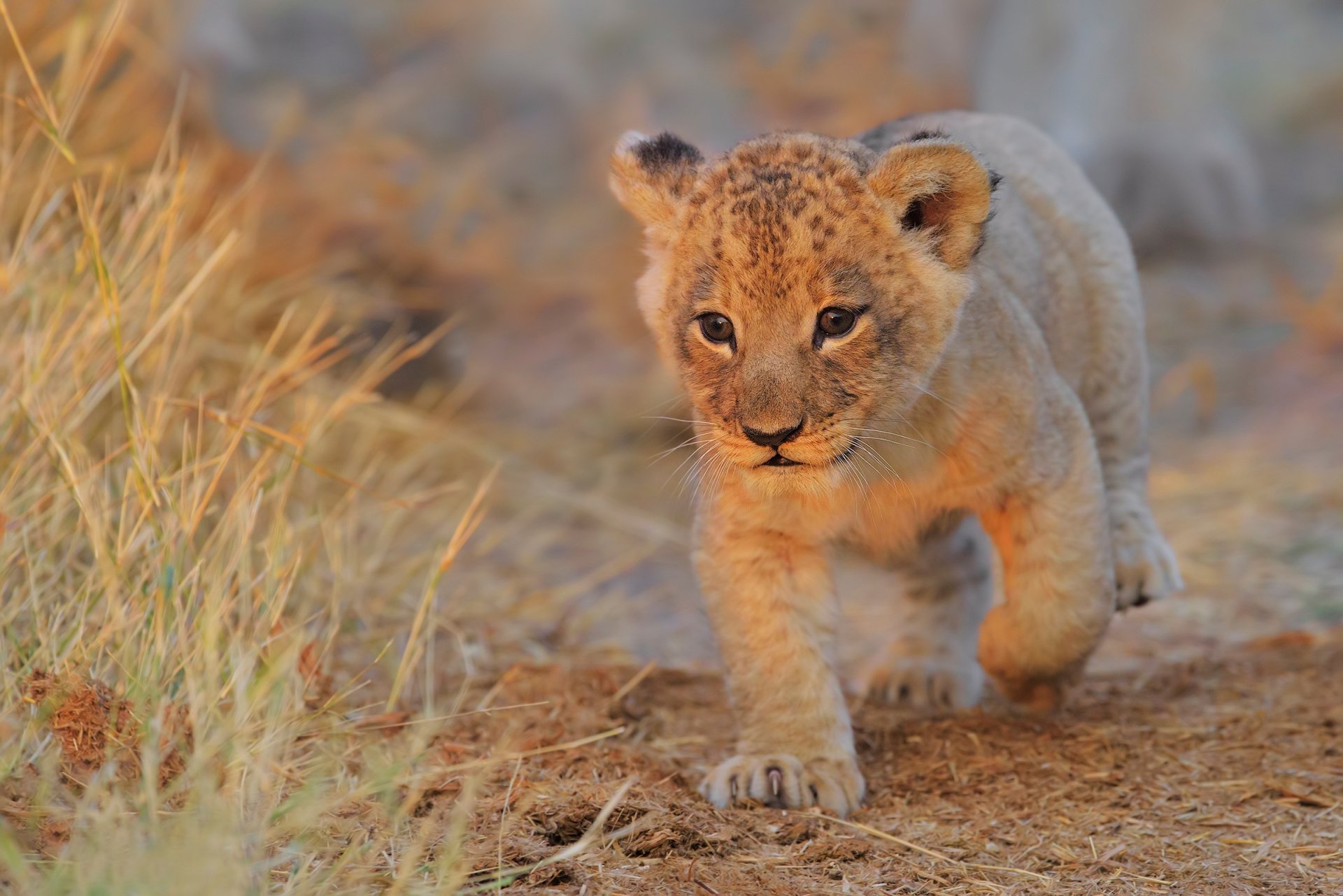 HD PC desktop wallpaper featuring a lion cub walking through dry grass in a natural setting, capturing the innocence of a baby animal in the wild.