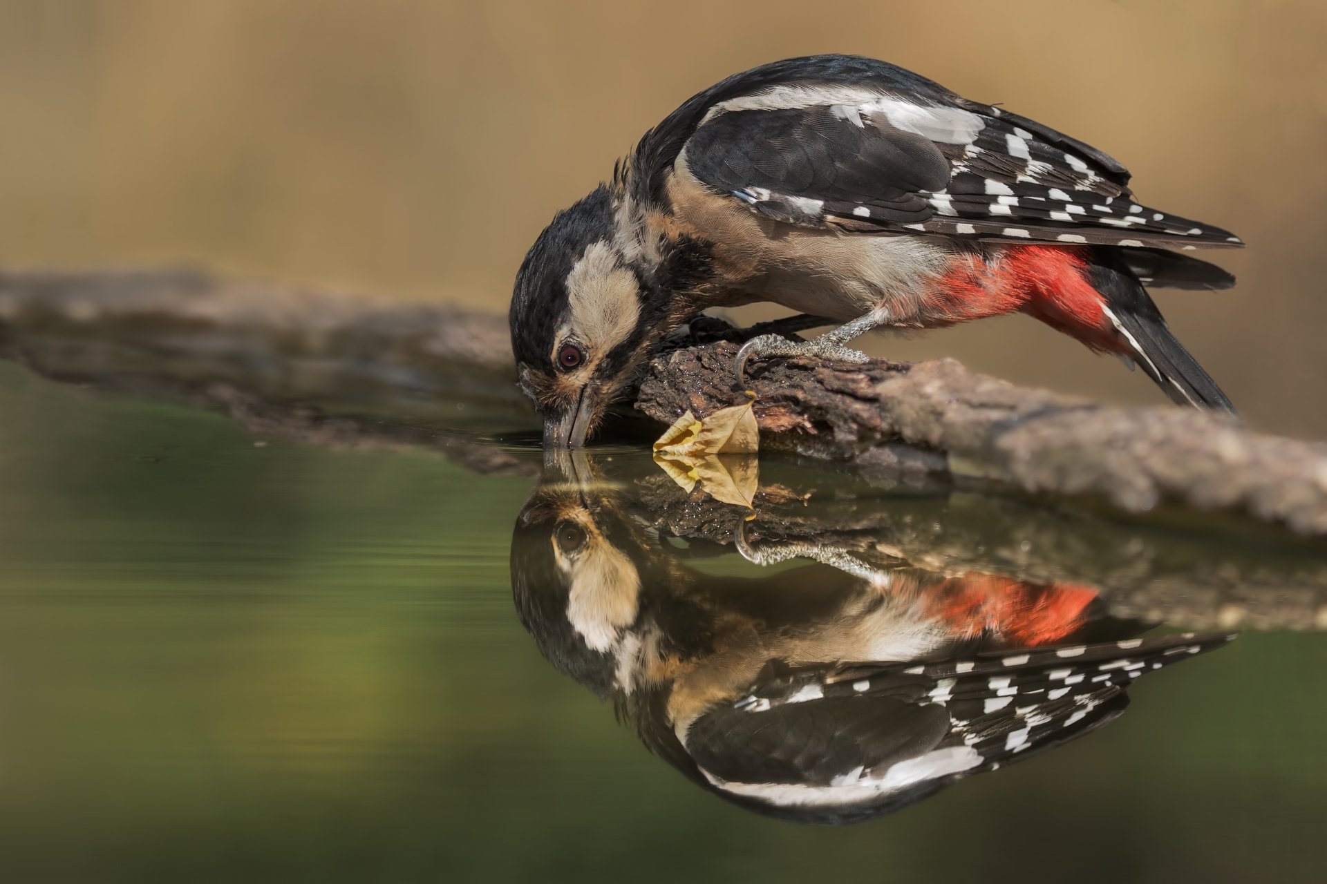 Download Reflection Animal Woodpecker HD Wallpaper