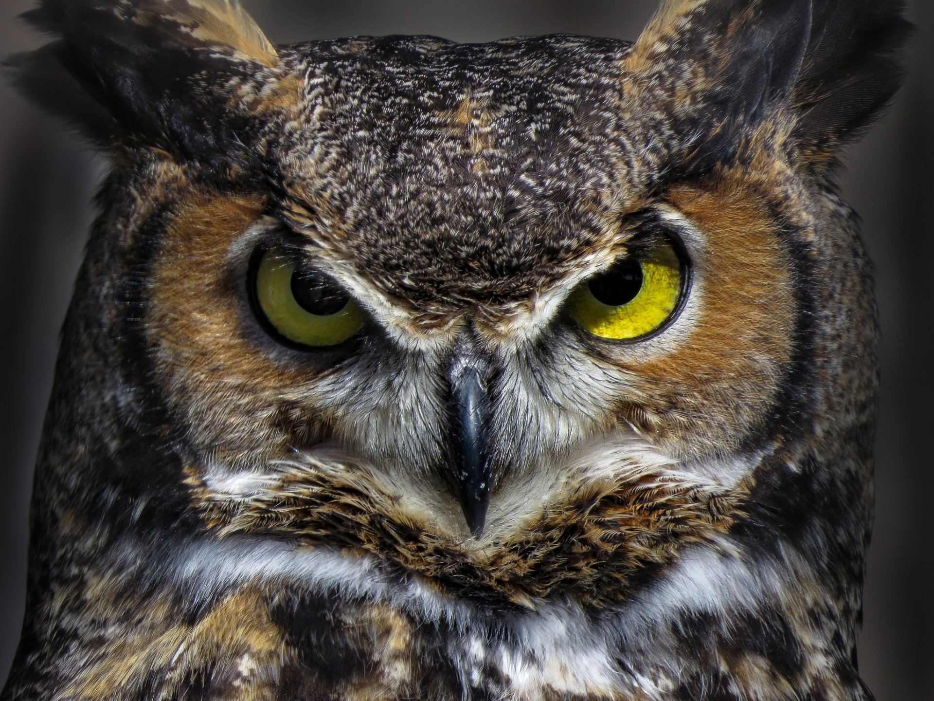 Download Stare Bird Owl Animal Great Horned Owl HD Wallpaper