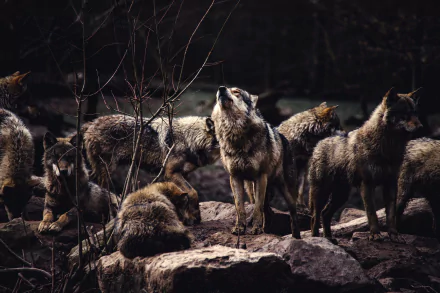 HD desktop wallpaper showing a pack of wolves gathered together on rocky terrain in a dark, wooded environment.