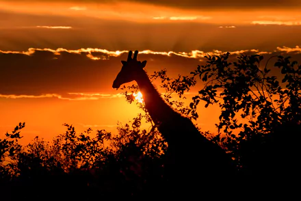 HD PC desktop wallpaper featuring the silhouette of a giraffe against a vibrant orange sunset sky with surrounding foliage.