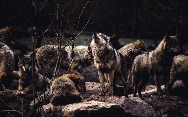 HD desktop wallpaper showing a pack of wolves gathered together on rocky terrain in a dark, wooded environment.