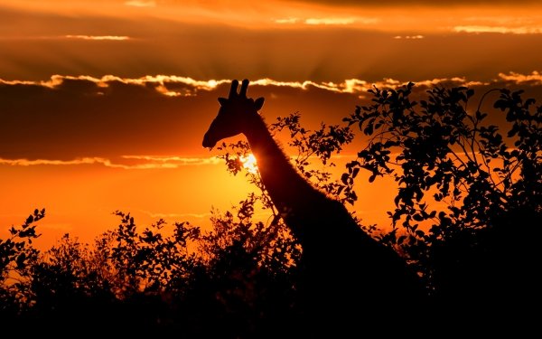 Animal Giraffe Silhouette HD Wallpaper | Background Image