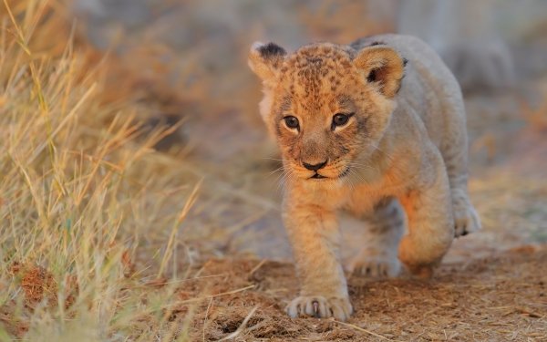 Animal Lion Cats Cub Baby Animal HD Wallpaper | Background Image