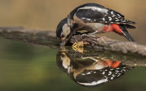 reflection Animal woodpecker HD Desktop Wallpaper | Background Image