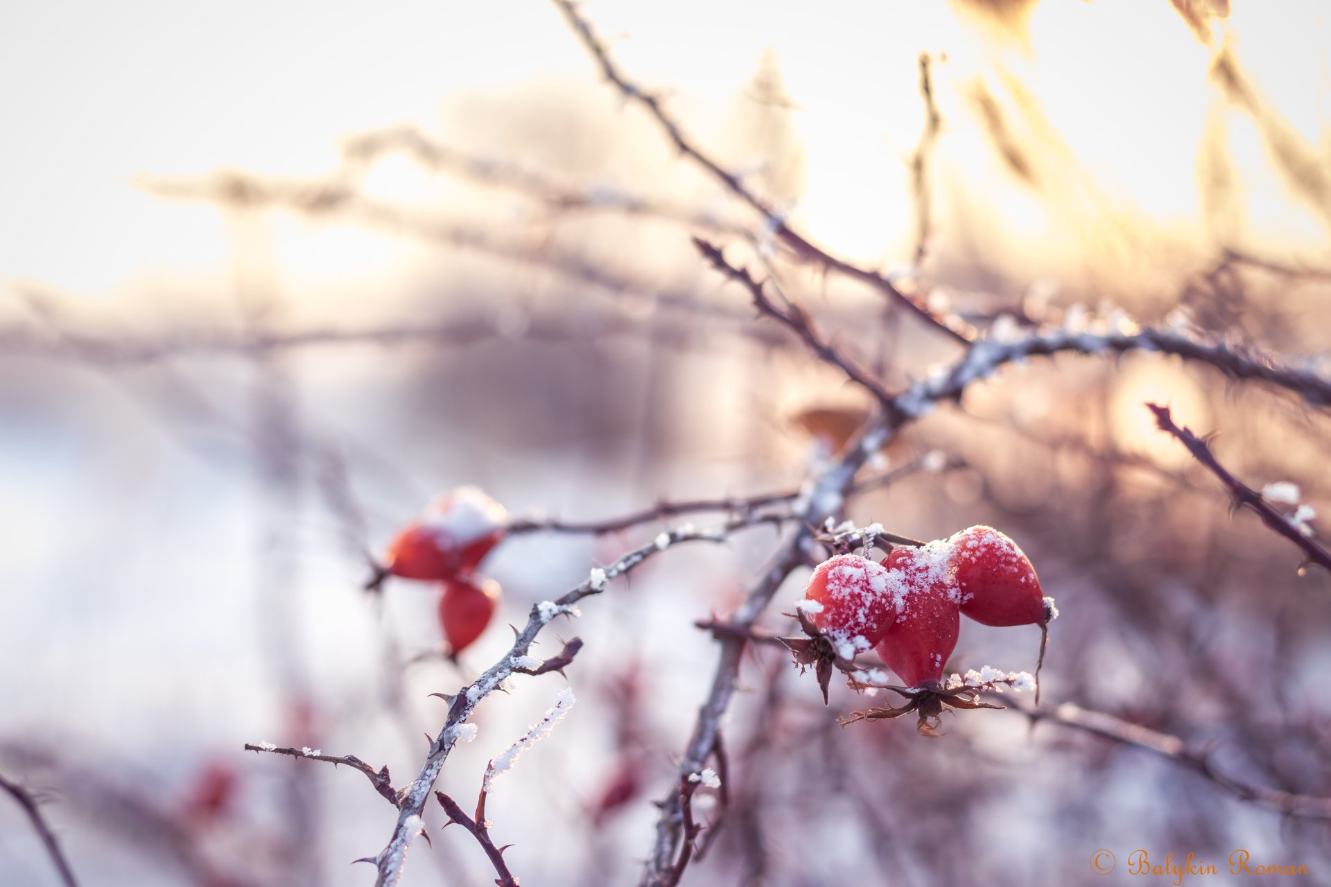 Download Nature Close-up 4k Ultra HD Wallpaper by Vergilius