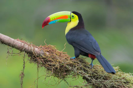 HD PC desktop wallpaper background: vibrant toucan (bird, Animal) perched on a mossy branch, showcasing its rainbow beak against a soft green backdrop.