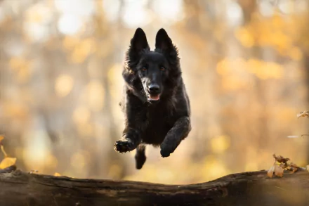Schipperke dog (animal) mid-leap above a log, sharp subject with shallow depth of field and warm bokeh autumn backdrop — HD PC desktop wallpaper.