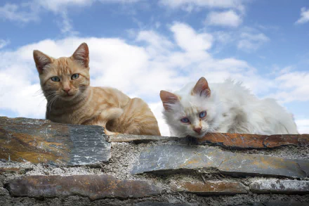 Two cats, one a ginger tabby and the other white with blue eyes, rest on a stone wall under a blue sky with scattered clouds. HD desktop wallpaper and background.