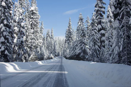 A serene winter scene features a snowy road winding through a forest of tall evergreen trees in the USA, showcasing the beauty of nature in a tranquil landscape.