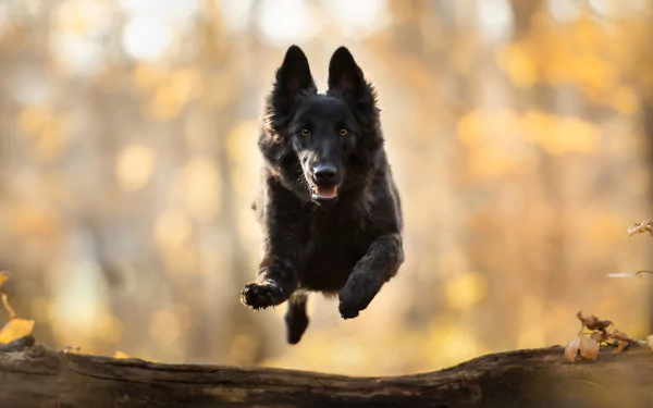 Schipperke dog (animal) mid-leap above a log, sharp subject with shallow depth of field and warm bokeh autumn backdrop — HD PC desktop wallpaper.