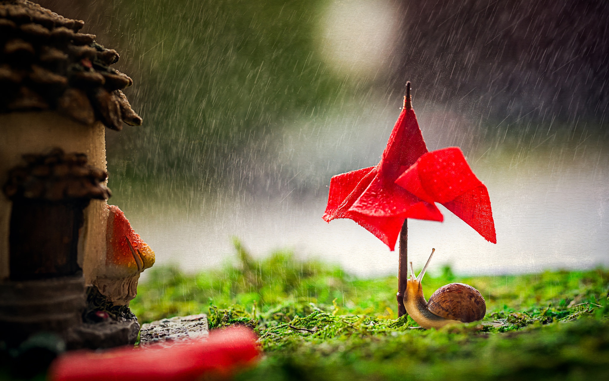 Download Macro Rain Animal Snail HD Wallpaper