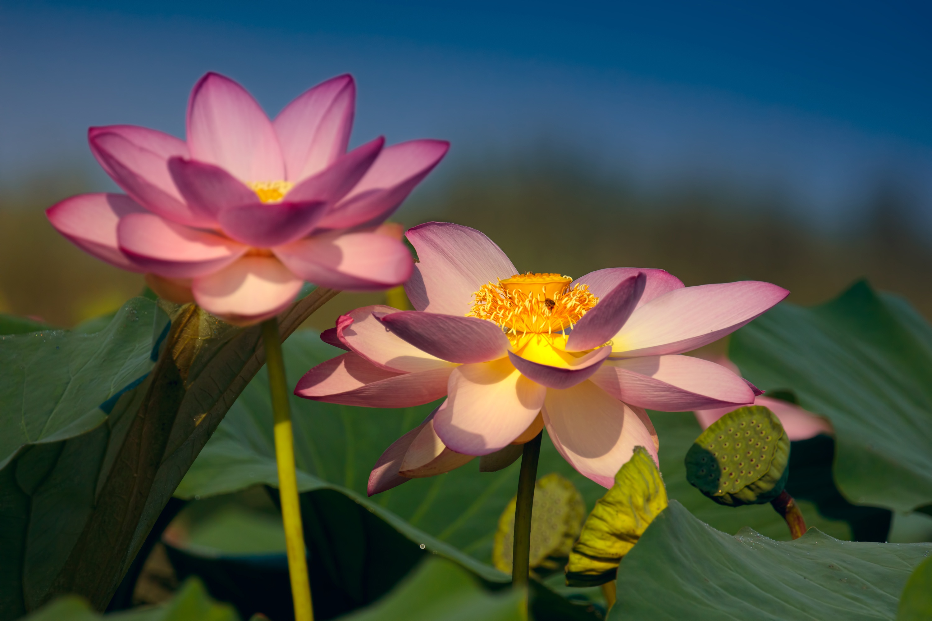 Download Close Up Pink Flower Flower Nature Lotus Hd Wallpaper 0436