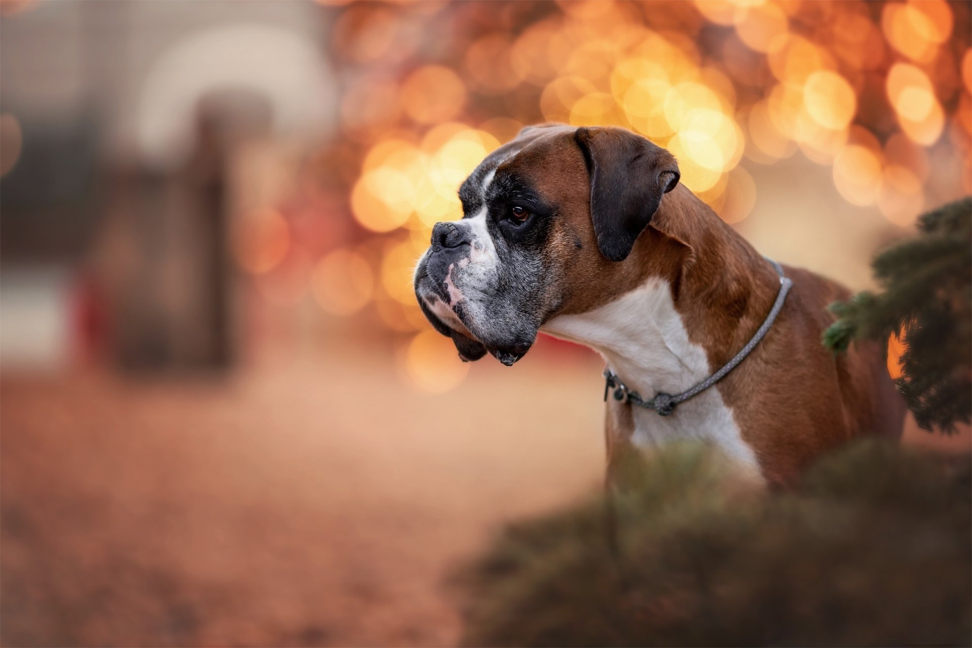Close-up of a boxer dog with a bokeh background, captured in high definition as a desktop wallpaper and background.
