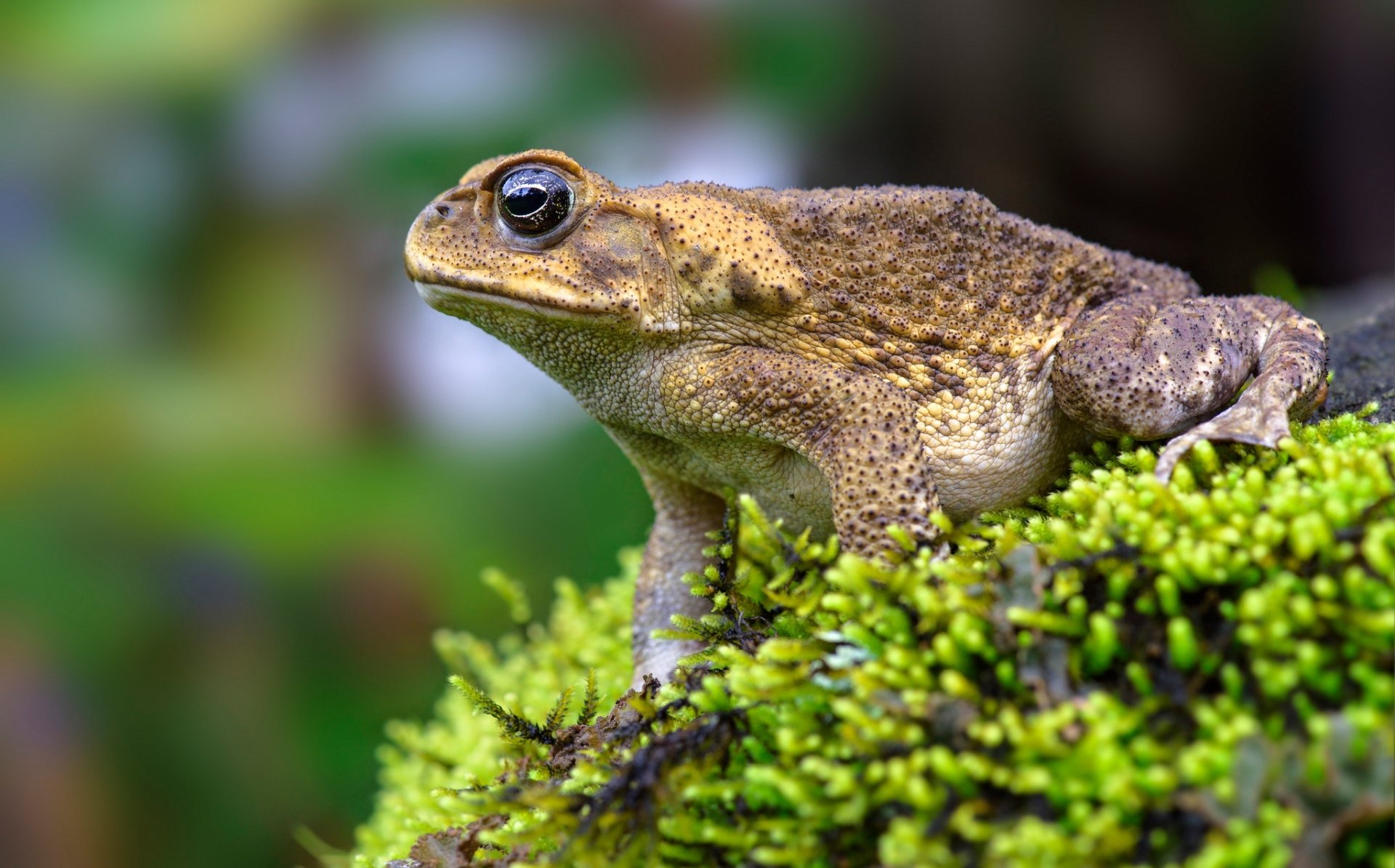 HD PC desktop wallpaper background: an amphibian animal — a brown frog perched on bright green moss, detailed close-up with soft, blurred foliage behind.