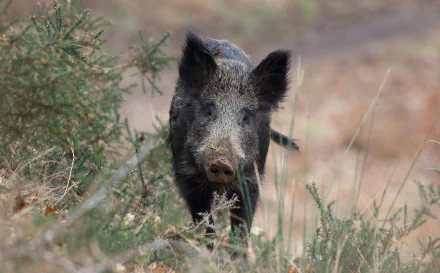 Animal boar HD Desktop Wallpaper | Background Image