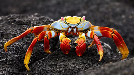  Red and Yellow Sally lightfoot crab