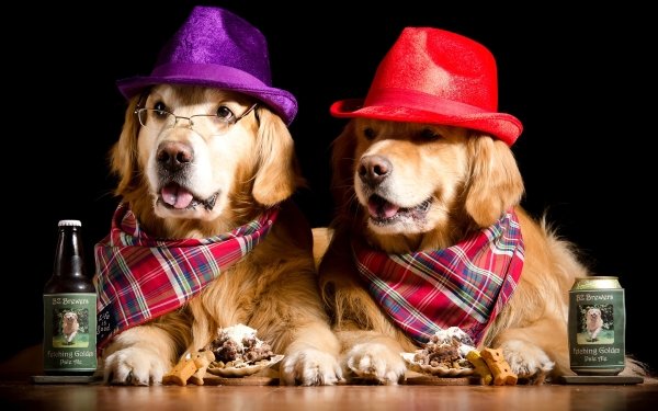 Animal Golden Retriever Dogs Dog Humor Hat HD Wallpaper | Background Image
