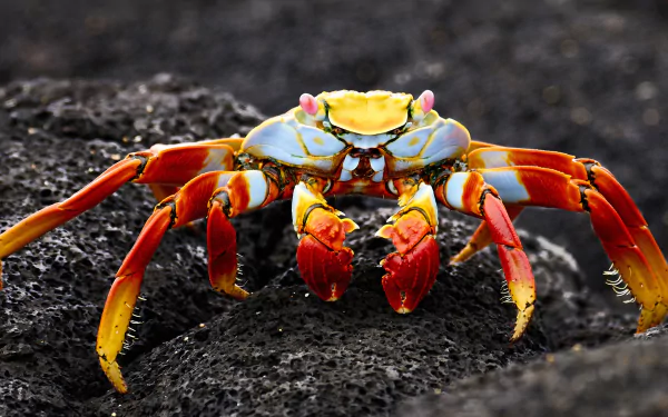 A vibrant crab with red and yellow legs on dark volcanic rock, captured in 4K Ultra HD as a detailed sea life crustacean desktop wallpaper.