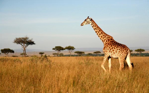 HD PC desktop wallpaper of a giraffe walking across a golden savanna landscape with scattered trees under a clear sky.