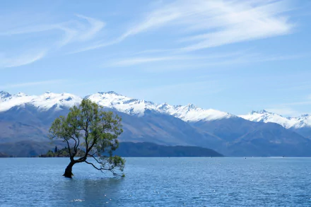 A solitary tree stands in the calm waters of Lake Wanaka with snow-capped mountains and a clear blue sky in the background, captured in 4K Ultra HD.