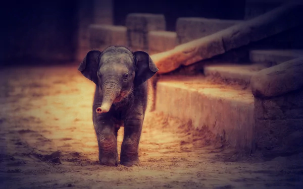 HD desktop wallpaper featuring a baby Asian elephant standing on a sandy path with stone steps and wooden beams in the background.
