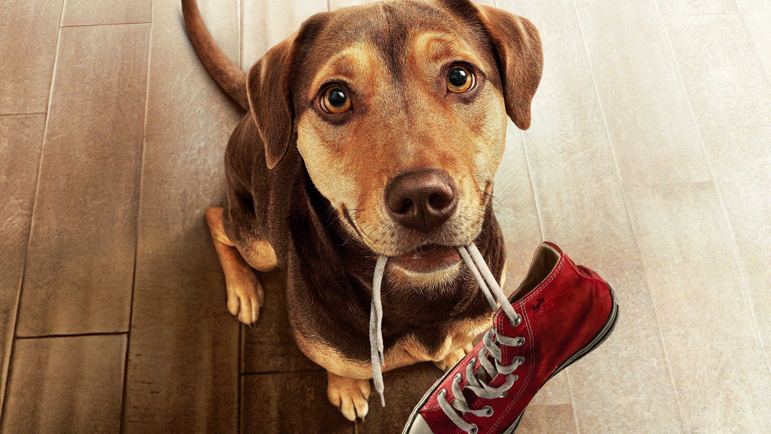 Movie A Dog's Way Home HD Wallpaper | Background Image
