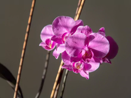  Pink Moth Orchids by Džoko Stach