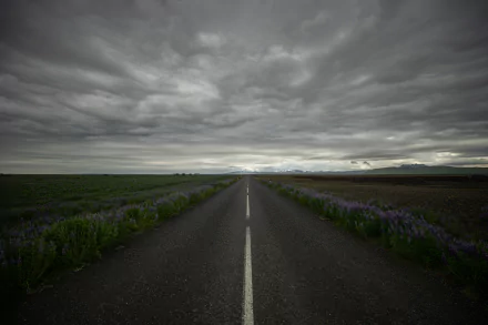 A man-made road stretches through Icelandic landscape under heavy clouds, bordered by purple flowers, captured in 4K Ultra HD for a PC desktop wallpaper.