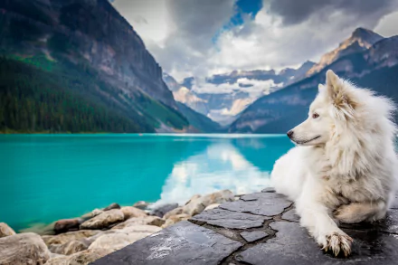 A white dog lies by a stone path with a turquoise lake and towering mountains of Banff National Park, Canada, in the background, captured in 4K Ultra HD.